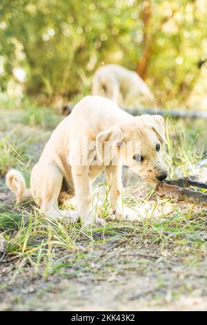 Golden Retriever Labrador Hündchen isst Müll von menschlichem Sad Stockfoto