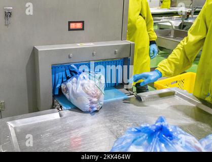 Hähnchenfleisch durchläuft vor der Auslieferung an den Kunden die Röntgen-Inspektor-Maschine. Stockfoto