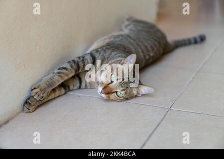 Tabby-Katze liegt im Erdgeschoss des Hauses. Entspannen Sie sich. Stockfoto