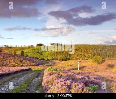 Fahren Sie im Sommer durch Heathland hinunter ins Sherbrook Valley Cannock Chase Country Park AONB (Gebiet von außergewöhnlicher natürlicher Schönheit) in Staffordshire Engla Stockfoto
