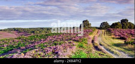 Fahren Sie im Sommer durch Heathland hinunter ins Sherbrook Valley Cannock Chase Country Park AONB (Gebiet von außergewöhnlicher natürlicher Schönheit) in Staffordshire Engla Stockfoto