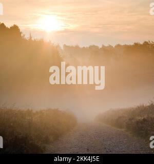 Sonnenbrand durch das neblige Herz von England am frühen Morgen im Spätsommer im Frühherbst in der Gegend Cannock Chase von herausragender natürlicher Schönheit Stockfoto