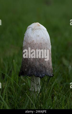 Shaggy Inkcap Stockfoto