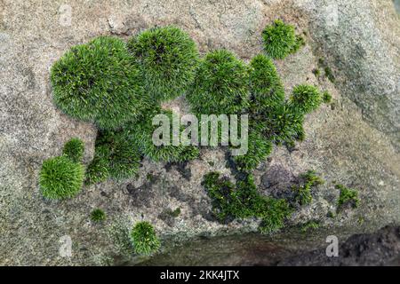 Moos auf Felsen Stockfoto