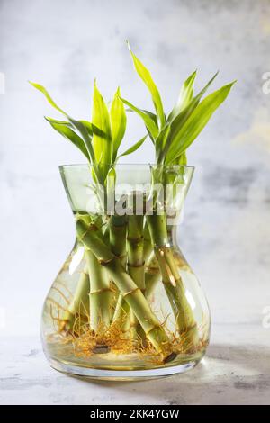 Glücklicher Bambus - Dracaena sanderiana - in einer durchsichtigen Glasvase. Stockfoto