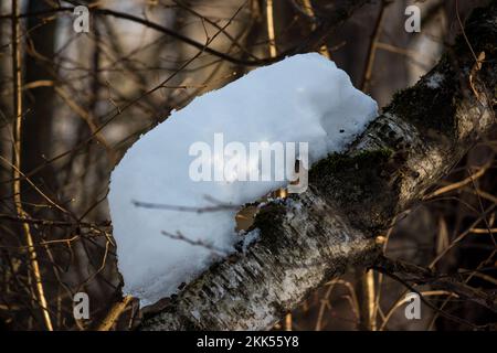 Schneereste auf einem Birkenstamm während des Tauens im Winter Stockfoto
