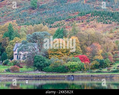 Nahaufnahme eines Hauses, umgeben von brillanten Herbstfarben, am Ufer von Loch Goil in Carrick Castle Village, Schottland, Großbritannien. Stockfoto