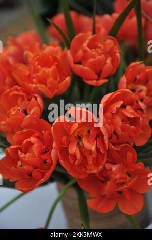 Ein Bouquet von orangen Pfingstrosen-blühenden Double Late Tulpen (Tulipa) ICOON in einem Garten im April Stockfoto