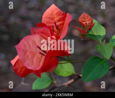 Nahaufnahme von farbenfrohen, leuchtend orangefarbenen Armbändern und violetten Blüten des tropischen Bougainvillea-Busches, isoliert im Freien auf natürlichem Hintergrund Stockfoto