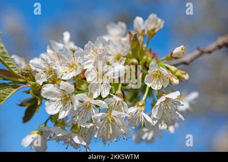 Blühender Kirschbaum, Prunus avium, im Frühjahr Stockfoto