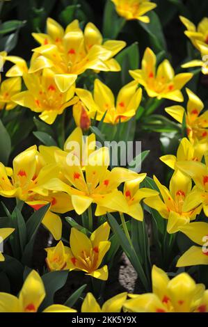 Gelb und rot verschiedene Tschimgan-Tulpen (Tulipa tschimganica) blühen im März in einem Garten Stockfoto