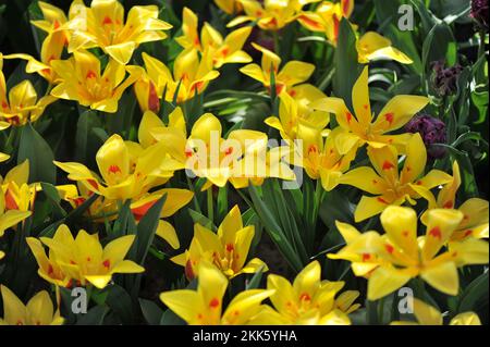 Gelb und rot verschiedene Tschimgan-Tulpen (Tulipa tschimganica) blühen im März in einem Garten Stockfoto