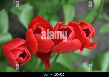 Rote Triumph-Tulpen (Tulipa) einzigartiges de France blüht im April in einem Garten Stockfoto