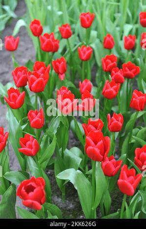 Rote Triumph-Tulpen (Tulipa) einzigartiges de France blüht im März in einem Garten Stockfoto