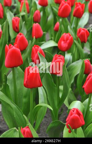 Rote Triumph-Tulpen (Tulipa) einzigartiges de France blüht im März in einem Garten Stockfoto