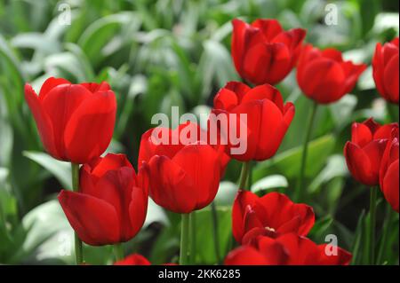 Rote Triumph-Tulpen (Tulipa) einzigartiges de France blüht im April in einem Garten Stockfoto