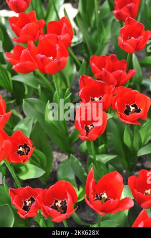 Rote Triumph-Tulpen (Tulipa) einzigartiges de France blüht im April in einem Garten Stockfoto