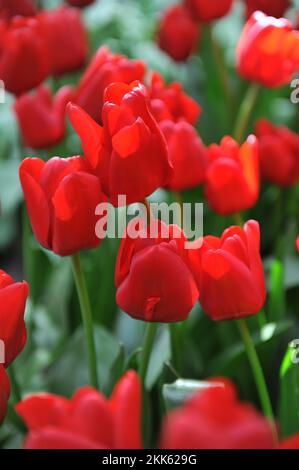 Rote Triumph-Tulpen (Tulipa) einzigartiges de France blüht im April in einem Garten Stockfoto