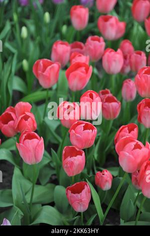 Im April erblühen die pinken Darwin Hybrid Tulpen (Tulipa) Van Eijk in einem Garten Stockfoto