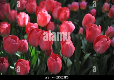 Im April erblühen die pinken Darwin Hybrid Tulpen (Tulipa) Van Eijk in einem Garten Stockfoto