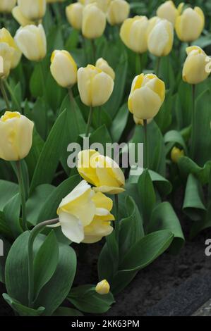 Hellgelbe Greigii-Tulpen (Tulipa) Vanille-Creme blüht im März in einem Garten Stockfoto