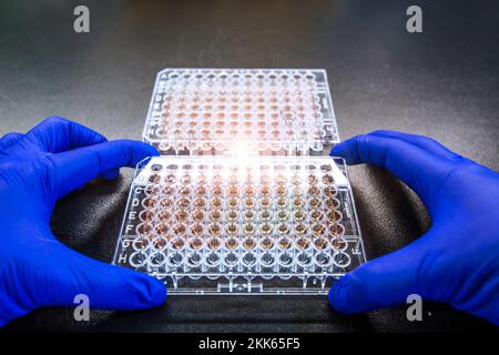 Der Proteinkonzentrations-Assay ist eine der Methoden, die bei der Western-Blot-Analyse oder der Proteindetektionsanalyse verwendet wird. Forscher oder Wissenschaftler wenden es in ca. Stockfoto