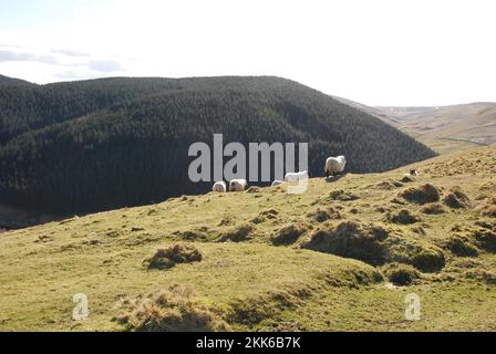 Schafe auf Lamb Hill Stockfoto
