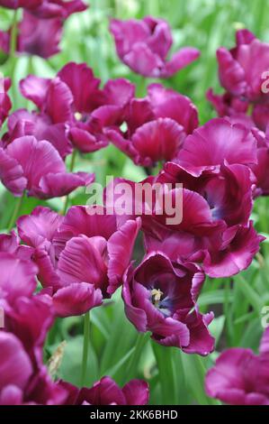 Purple Papageientulpen (Tulipa) Victoria's Secret blüht im April in einem Garten Stockfoto