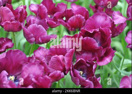 Purple Papageientulpen (Tulipa) Victoria's Secret blüht im April in einem Garten Stockfoto