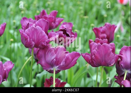 Purple Papageientulpen (Tulipa) Victoria's Secret blüht im April in einem Garten Stockfoto