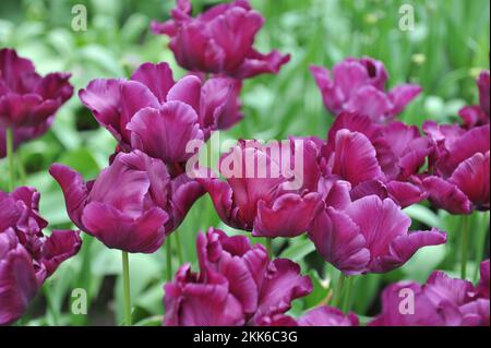 Purple Papageientulpen (Tulipa) Victoria's Secret blüht im April in einem Garten Stockfoto