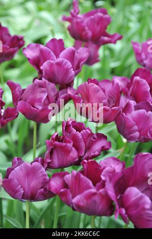 Purple Papageientulpen (Tulipa) Victoria's Secret blüht im April in einem Garten Stockfoto