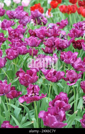 Purple Papageientulpen (Tulipa) Victoria's Secret blüht im April in einem Garten Stockfoto