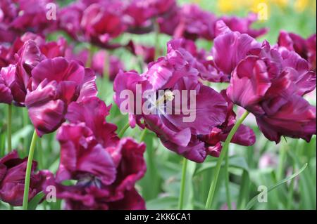 Purple Papageientulpen (Tulipa) Victoria's Secret blüht im April in einem Garten Stockfoto