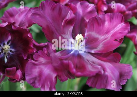 Purple Papageientulpen (Tulipa) Victoria's Secret blüht im April in einem Garten Stockfoto
