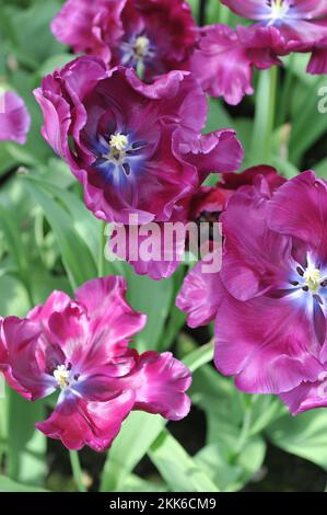 Purple Papageientulpen (Tulipa) Victoria's Secret blüht im April in einem Garten Stockfoto