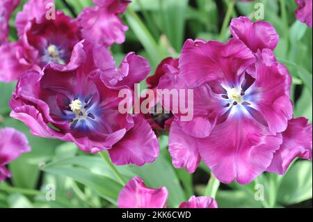 Purple Papageientulpen (Tulipa) Victoria's Secret blüht im April in einem Garten Stockfoto