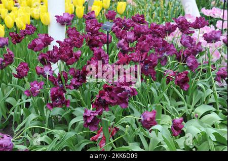 Purple Papageientulpen (Tulipa) Victoria's Secret blüht im April in einem Garten Stockfoto