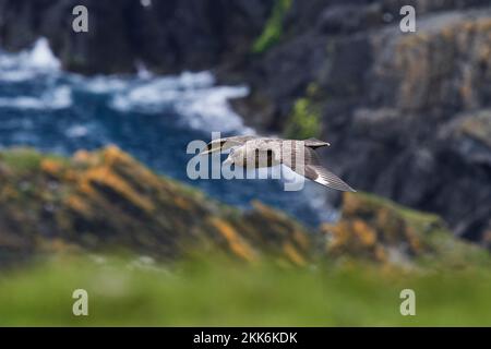 Great Skua (Stercorarius skua), Shetland Isles, Schottland, Großbritannien Stockfoto