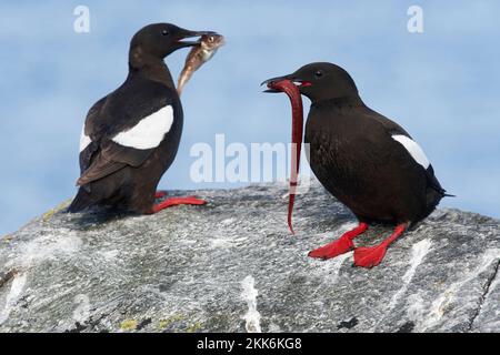 Black Guillemot (Cepphus grylle), Shetland Isles, Schottland, Vereinigtes Königreich Stockfoto