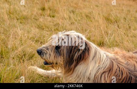 Porträt eines rumänischen Hirtenhundes im Gras Stockfoto