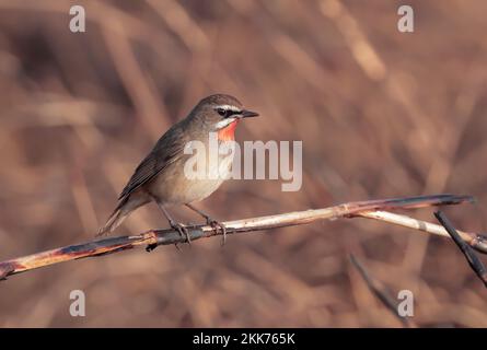 Siberian Rubythroat ist ein bodenliebender singvögel Asiens. Sie brüten hauptsächlich in Sibirien, während sie in Süd- und Südostasien überwintern. Stockfoto