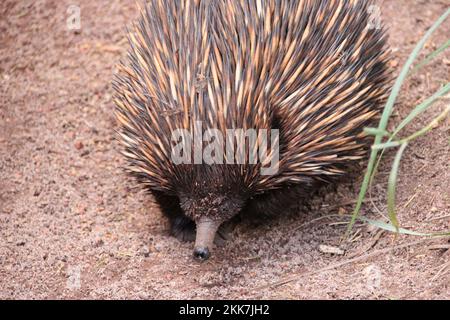 echidna in einem Zoo in australien Stockfoto