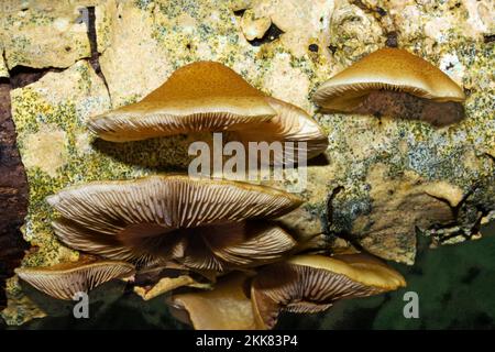 Crepidotus mollis (Austernschälen) findet sich in Europa und Nordamerika an Baumstümpfen, toten Stämmen und umgestürzten Zweigen von Laubbäumen. Stockfoto