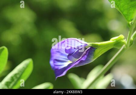 Nahaufnahme einer herrlichen Schmetterlingserbse oder Aparajita-Blume mit Blüten im Sonnenlicht Stockfoto