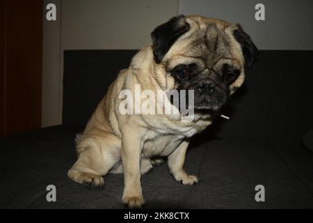 Pug sitzt auf einer Couch Stockfoto