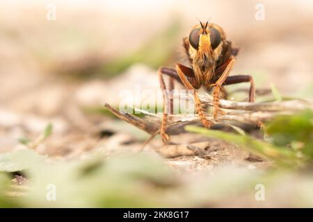 Hornet Robberfly (Asilus crabroniformis) East Sussex, Großbritannien. Stockfoto