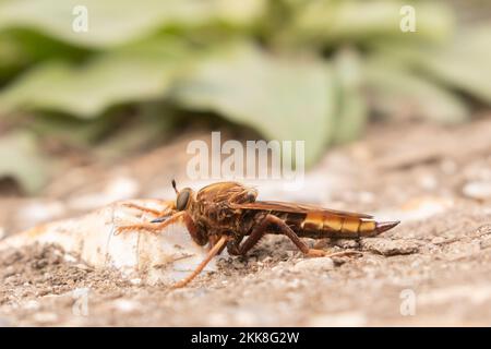 Hornet Robberfly (Asilus crabroniformis) East Sussex, Großbritannien. Stockfoto