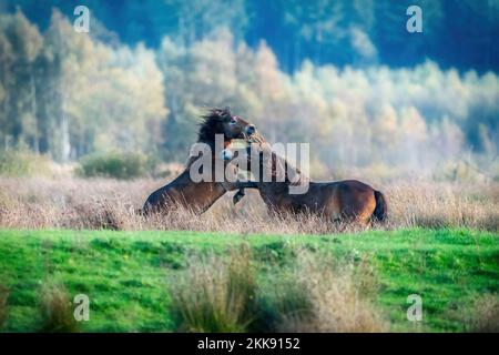 Zwei kämpfende braune Exmoor Ponys, vor einem Wald- und Schilfhintergrund. Beißen, Aufziehen und Schlagen. Herbstfarben im Winter. Niederlande Stockfoto