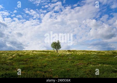 Eine kleine Birke, einsam in karger norwegischer Landschaft an einem bewölkten Tag. Rondane-Nationalpark, Norwegen, Europa Stockfoto
